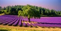 Lavender field with a tree in Provence, France, on sunset Royalty Free Stock Photo