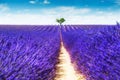 Blooming lavender field with tree in Valensole, Provence, France. Beautiful summer landscape Royalty Free Stock Photo