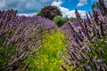 Blooming lavender field under blue summer sky