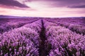 Blooming lavender field under the purple colors of the summer sunset Royalty Free Stock Photo