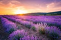 Blooming lavender field under the red colors of the summer sunset Royalty Free Stock Photo