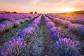 Blooming lavender field under the red colors of the summer sunset Royalty Free Stock Photo