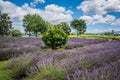 Blooming lavender field under summer cloudy sky