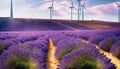 blooming lavender field with wind farm