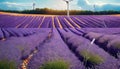 blooming lavender field with wind farm