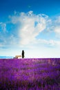 Blooming lavender fields and the blue sky in Provence, France Royalty Free Stock Photo