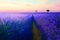 Blooming lavender fields at sunset in Provence, France. Beautiful summer landscape Royalty Free Stock Photo