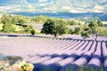 Blooming lavender fields surrounded by trees. Meadows, fiels, forests. Royalty Free Stock Photo