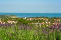 Blooming lavender flower with blurry lake Balaton background Royalty Free Stock Photo