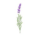 Blooming lavender flower. French lavendar, floral plant with blossomed lavanda. Provence lavandula. Violet purple