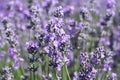 Blooming lavender flowers on the field on a sunny summer day. Royalty Free Stock Photo