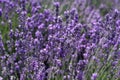 Blooming lavender flowers on the field on a sunny summer day Royalty Free Stock Photo