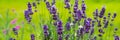 Blooming lavender flowers on green grass background on a sunny day. Web banner Royalty Free Stock Photo