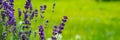 Blooming lavender flowers on green grass background on a sunny day. Web banner Royalty Free Stock Photo