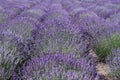 Blooming lavender flowers are growing in rows on a field. Sunny summer day Royalty Free Stock Photo