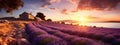 Blooming lavender flowers landscape with sunset. Natural fresh Lavender. Photo texture. Horizontal banner. Ai generated Royalty Free Stock Photo