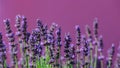 Blooming lavender flowers on violet background. Royalty Free Stock Photo