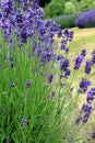 Blooming lavender garden Royalty Free Stock Photo