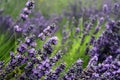 Blooming lavender garden Royalty Free Stock Photo