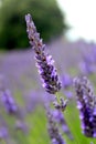 Blooming lavender garden Royalty Free Stock Photo