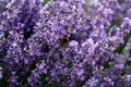 Blooming lavender garden Royalty Free Stock Photo
