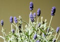 Blooming lavender Royalty Free Stock Photo