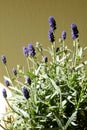 Blooming lavender