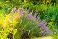 Blooming lavender in the garden in the morning rays Royalty Free Stock Photo