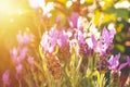 Blooming lavender glows in sunset light. Close-up