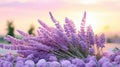 blooming lavender palette flowers Royalty Free Stock Photo