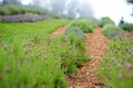 Blooming lavender plants at the Alii Kula Lavender Farm on Maui Royalty Free Stock Photo