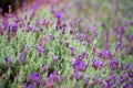 Blooming lavender plants at the Alii Kula Lavender Farm on Maui Royalty Free Stock Photo