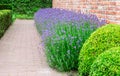 Blooming Lavender plants in garden.