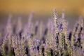 Blooming lavender in Provence, France