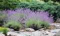 Blooming lavender on the rockery