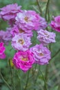 Blooming lavender roses Blue Moon on the bush in rose garden Royalty Free Stock Photo