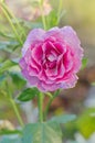 Blooming  lavender roses Blue Moon on the bush in rose garden Royalty Free Stock Photo