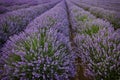 blooming lavender rows Royalty Free Stock Photo