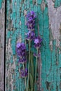 blooming lavender on a rustic wooden background Royalty Free Stock Photo