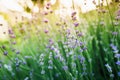 Blooming lavender in the spring and sun evening light. Garden flowers Royalty Free Stock Photo
