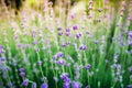 Blooming lavender in summer and sun evening light. Garden flowers Royalty Free Stock Photo