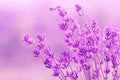 Blooming lavender in the sunlight, pastel colors and blur background. Soft light effect. Place for text Royalty Free Stock Photo