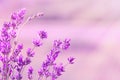 Blooming lavender in the sunlight, pastel colors and blur background. Soft light effect. Place for text Royalty Free Stock Photo