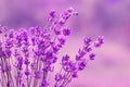 Blooming lavender in the sunlight, pastel colors and blur background. Soft light effect. Place for text Royalty Free Stock Photo