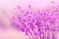 Blooming lavender in the sunlight, pastel colors and blur background. Soft light effect. Place for text. Royalty Free Stock Photo