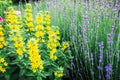 Blooming lavender and yellow flowers. Beautiful garden flowers Royalty Free Stock Photo