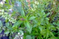 Blooming lemon basil. Sprigs and shoots of basil with leaves, flowers and seeds. Royalty Free Stock Photo