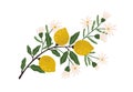 Blooming lemon tree branch with yellow citrus fruits, blossomed flowers and leaves. Plant with ripe fruitage. Modern