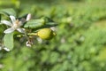 Blooming lemon tree. here are flowers and a small lemon on the branch . Blurred background, copy space Royalty Free Stock Photo