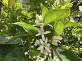 Blooming lemon tree (lat. - citrus limon) with fragrant white flowers